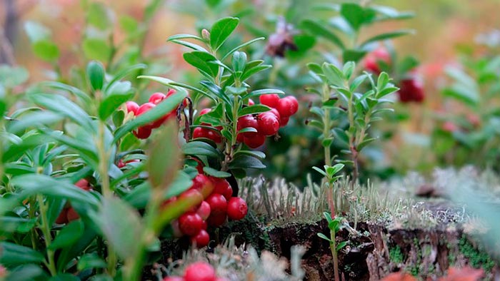 Арбуз, брусника и черноплодная рябина помогут снизить давление и укрепить  сосуды | Беларусь Новости
