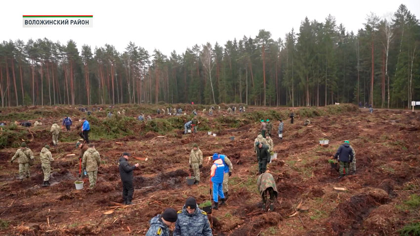 В Беларуси прошёл Единый день озеленения