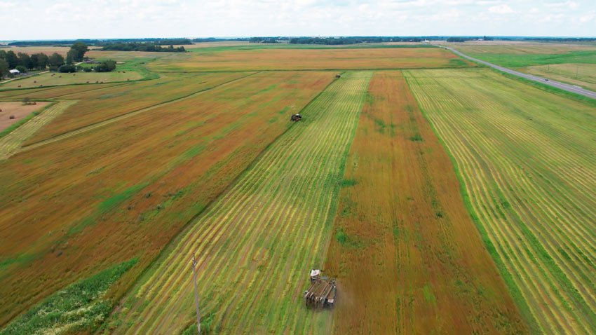 Аграрии Минской области собрали первый миллион тонн зерна с учётом рапса