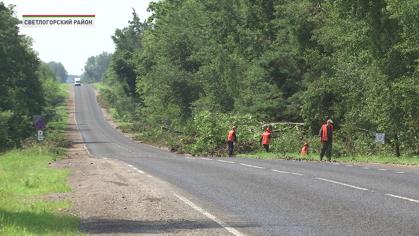 До 10 августа лесхозам поручено очистить аварийные участки вдоль дорог и электросетей