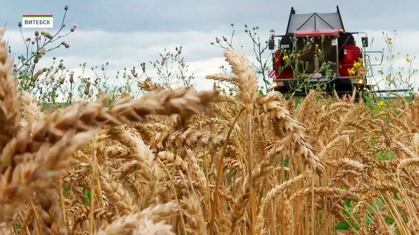 В Беларуси аграрии собрали более 3,2 млн тонн зерна с учётом рапса