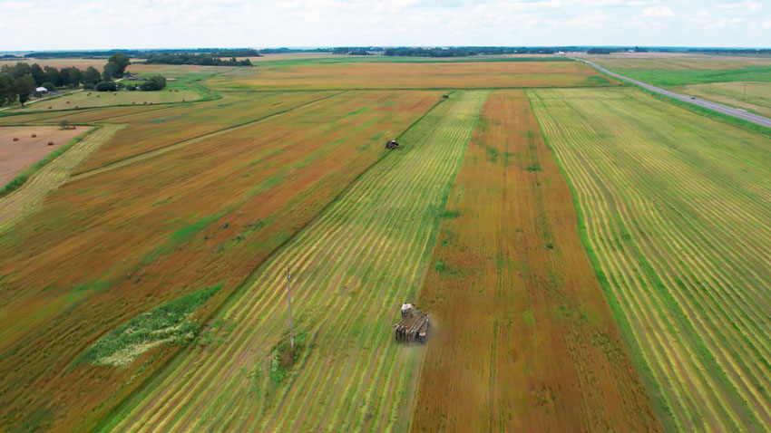 В Беларуси намолочено более 2,3 млн тонн зерна с учётом рапса
