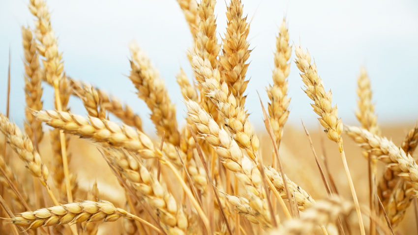 В Беларуси с учётом рапса намолочено более 4 млн тонн зерна
