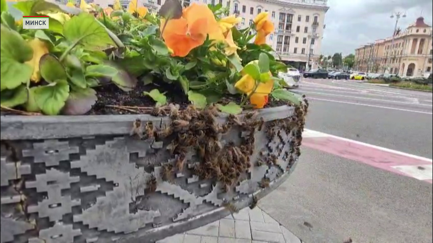 Цветочные клумбы были облеплены пчелами