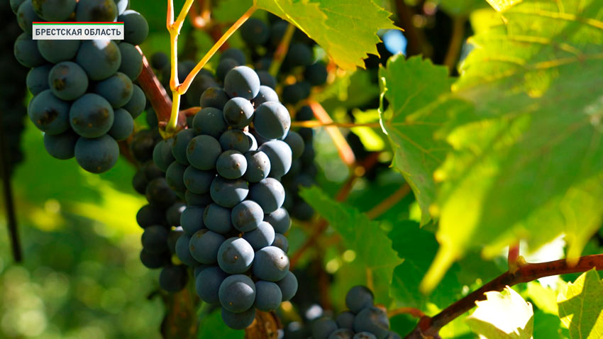 Виноград в Брестской области порадовал урожаем