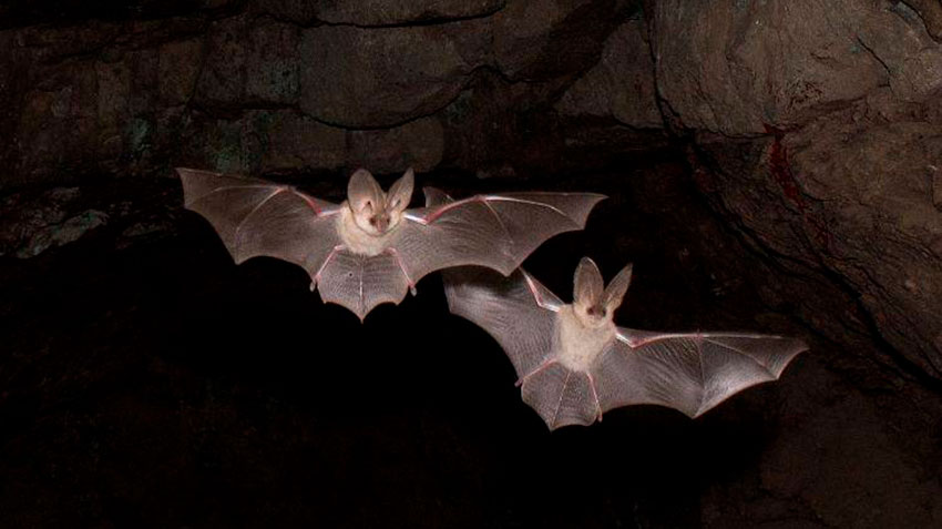 Летучие мыши