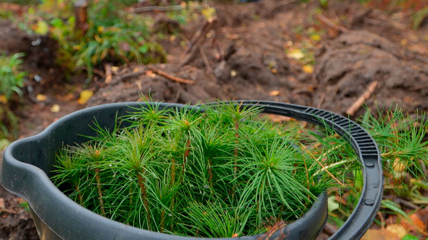 Более 18 млн деревьев высажено в рамках акции «Дай лесу новае жыццё!»