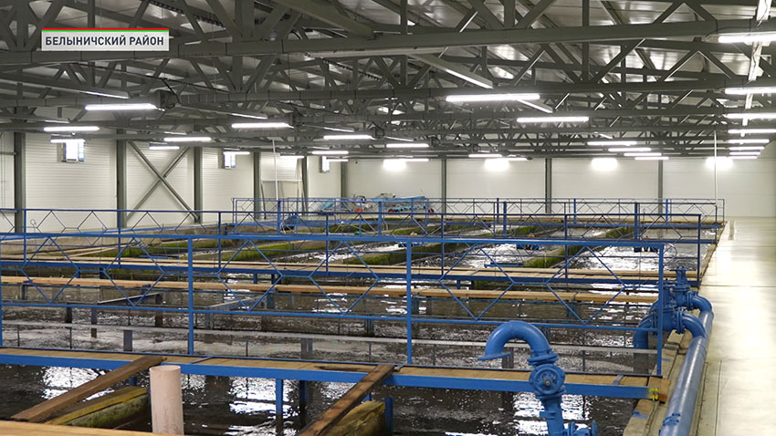 Форель в Беларуси