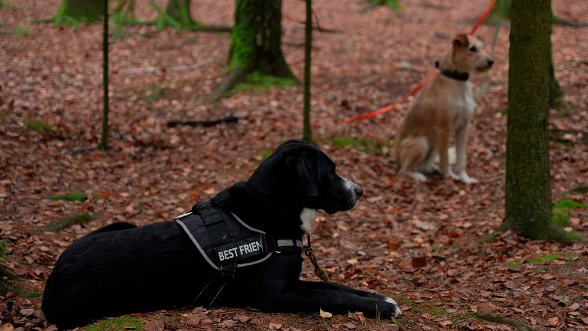 В Узденском районе проходят учебные сборы спасательных и кинологических отрядов