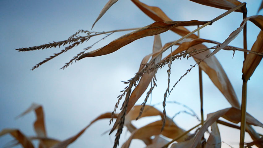 Более 10,7 млн тонн зерна с учётом рапса и кукурузы собрали в Беларуси