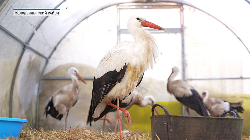 Спасение пернатых! Как белоруска помогает аистам, не улетевшим на зимовку?