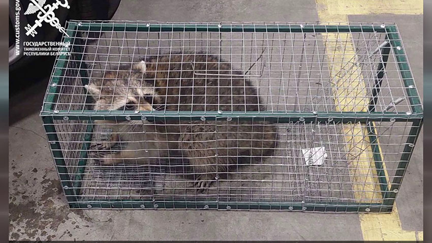 Енот из США