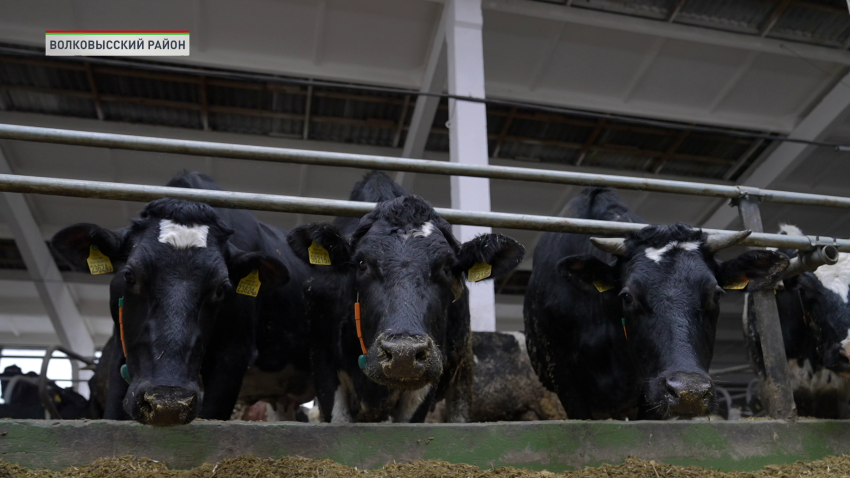 Как развивают молочную отрасль в Волковысском районе