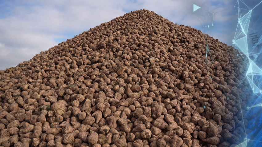 Жабинковский сахарный завод установил рекорд