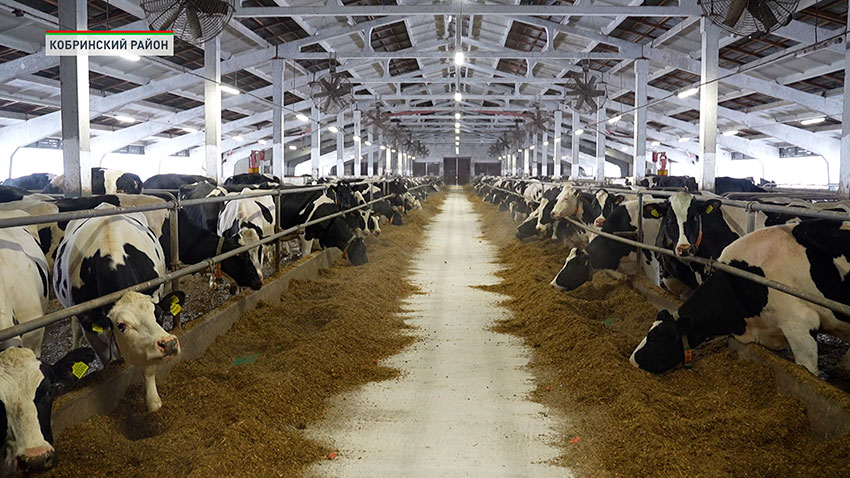 Животноводство