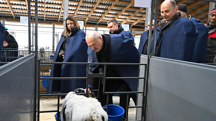 Мне нужен конкретный результат! Подробности визита Лукашенко на МТК «Нестановичи-Агро»
