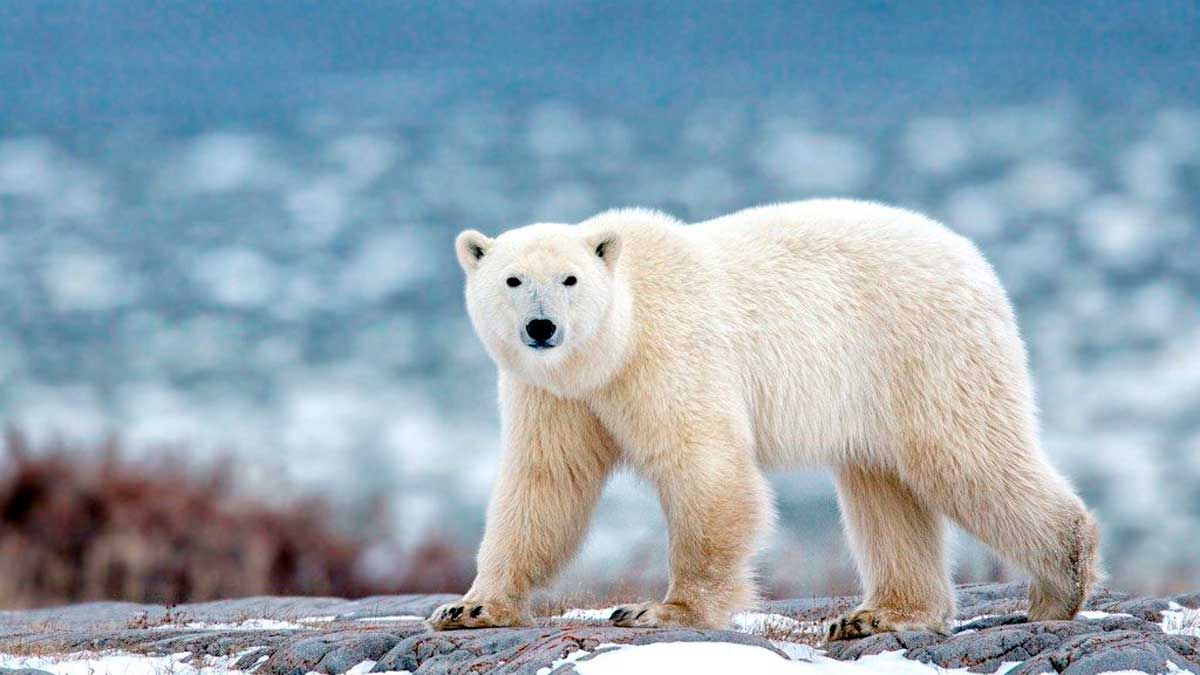 Учёные 4-х стран примут участие в конференции по изучению белого медведя