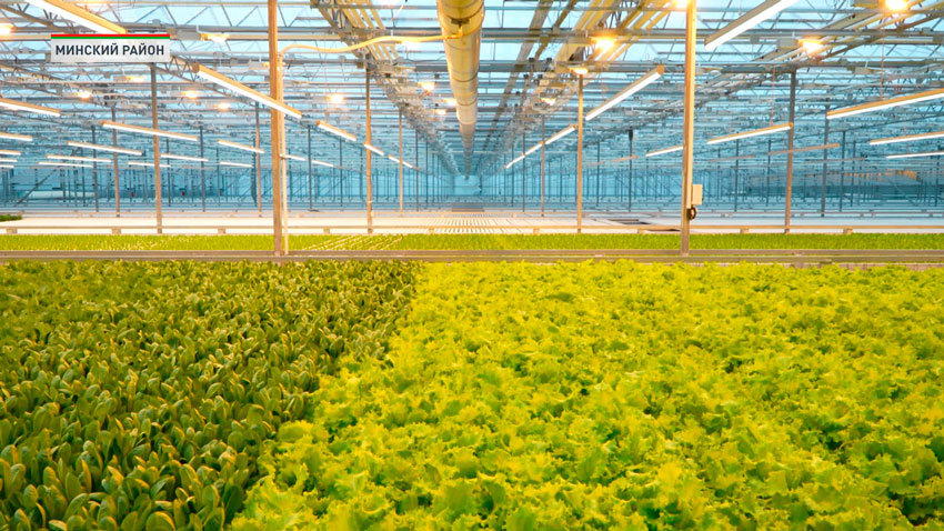 Турчин с рабочей поездкой посетил тепличный комбинат