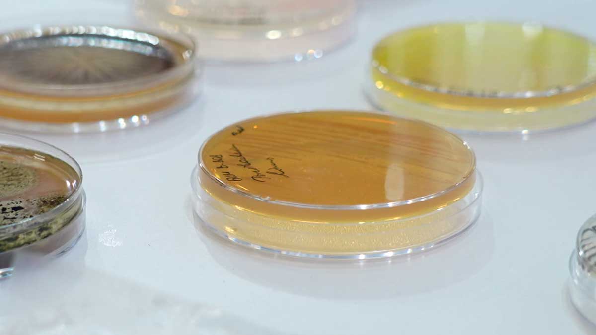 На выставке «Моя Беларусь» представлена уникальная площадка НАН о микробиологии