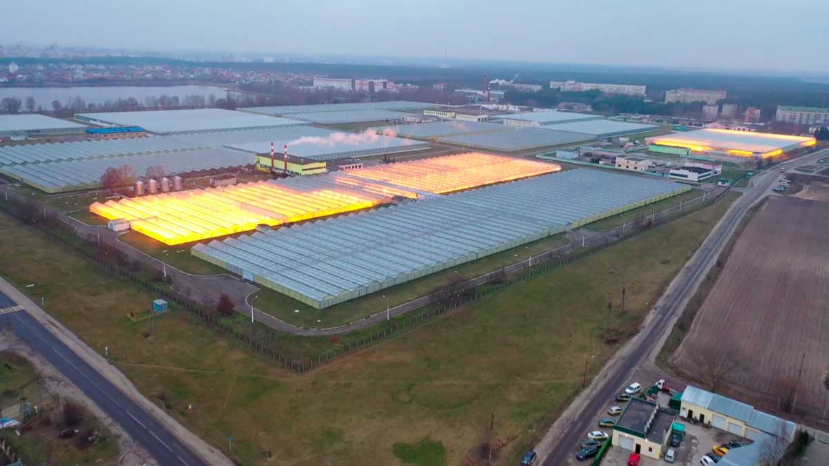 Под Брестом совместно с китайскими компаниями построят теплицы нового поколения 