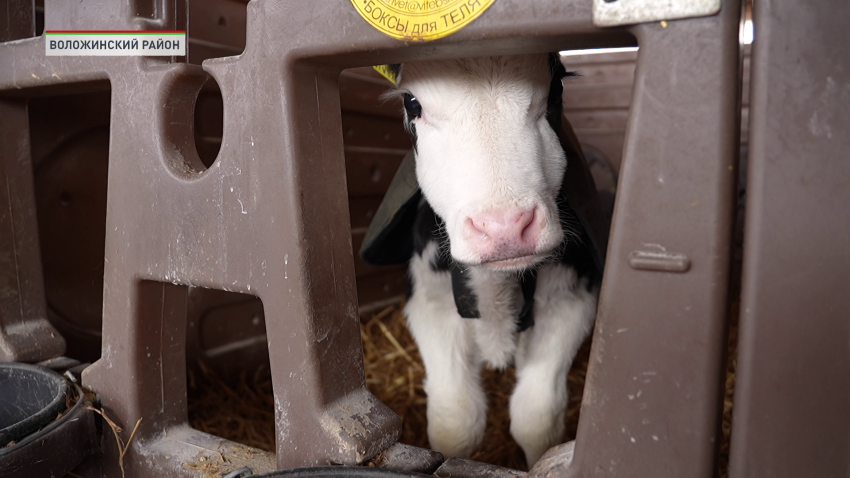 В Беларуси к концу года планируют возвести более 500 профилакториев для телят