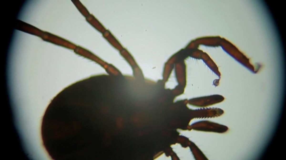 В Беларуси начался сезон активности клещей