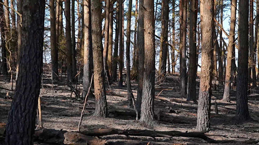 В Беларуси с начала сезона пала травы произошло более 300 природных пожаров