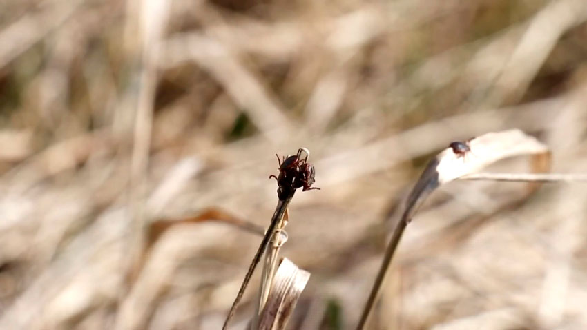 В Беларуси зафиксирован старт сезона активности клещей