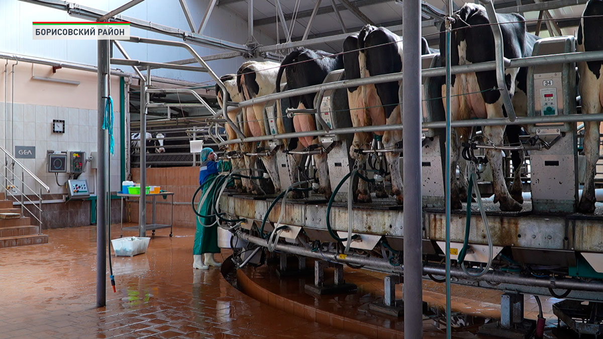 Товарные фермы Беларуси переводят на современные комплексы