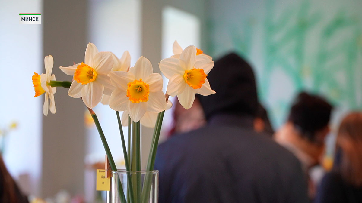 В Центральном ботаническом саду провели выставку нарциссов