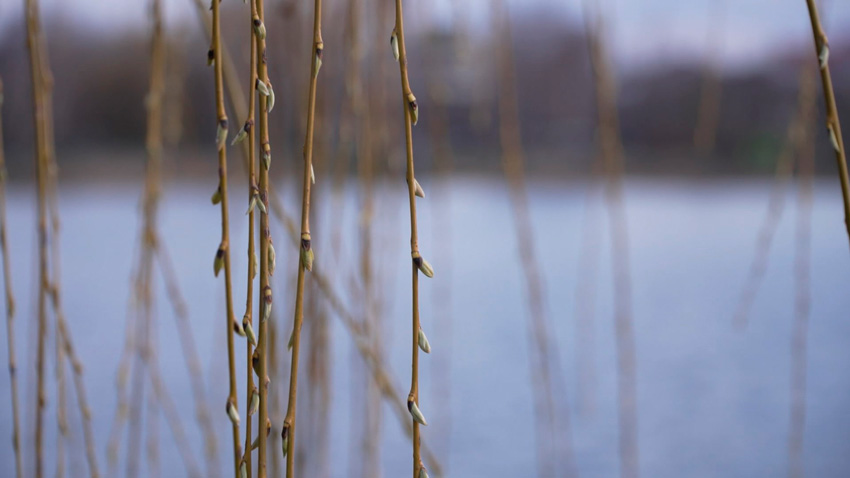 Мощный ветер – оранжевый уровень опасности объявлен в Беларуси на 23 апреля