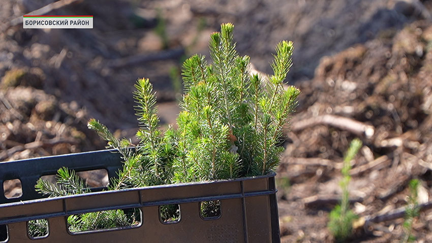 Акция «Лес! Дабро! Парадак!» продолжается в Беларуси