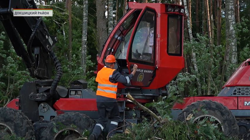 В Бегомльском районе спасают поврежденный ураганом лесной массив