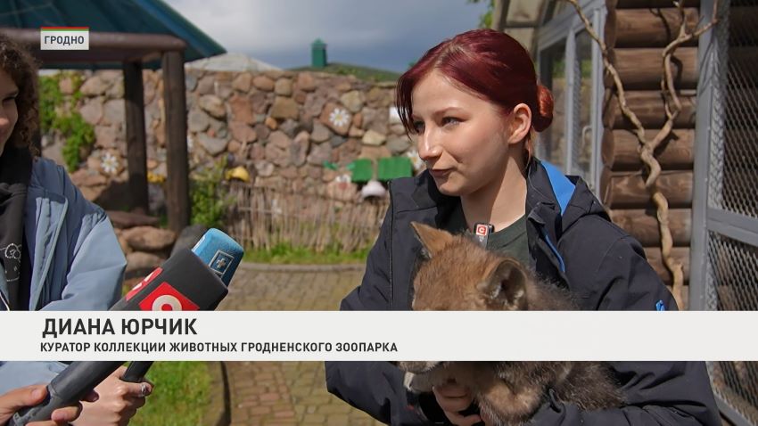 Як, дагестанский тур и два волчонка! В зоопарке Гродно показали новых обитателей