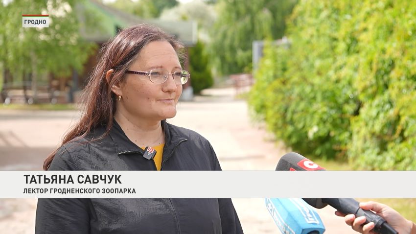 Як, дагестанский тур и два волчонка! В зоопарке Гродно показали новых обитателей