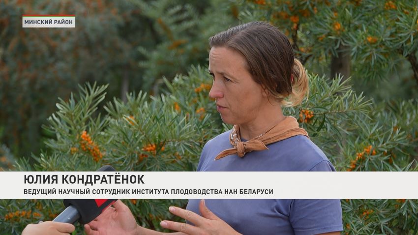 Белорусские селекционеры выводят новый сорт облепихи