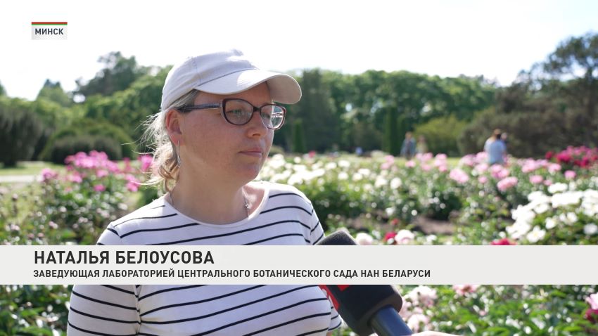 Эксклюзивная выставка «Пионы и Ирисы» пройдет с 11 по 14 июня в Ботаническом саду Минска