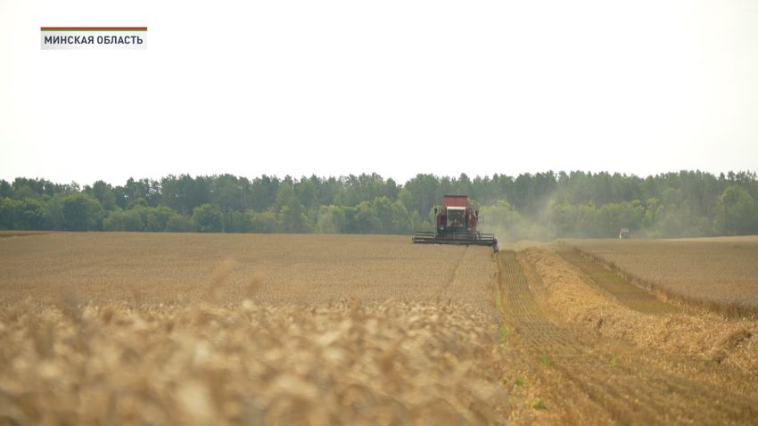 Аграрии Несвижского района помогут крупским хлеборобам в уборке зерна