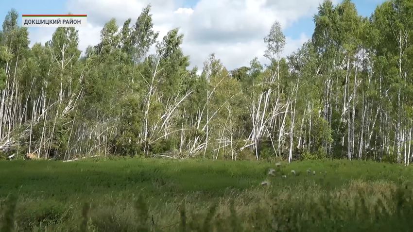 В Бегомльском районе спасают поврежденный ураганом лесной массив