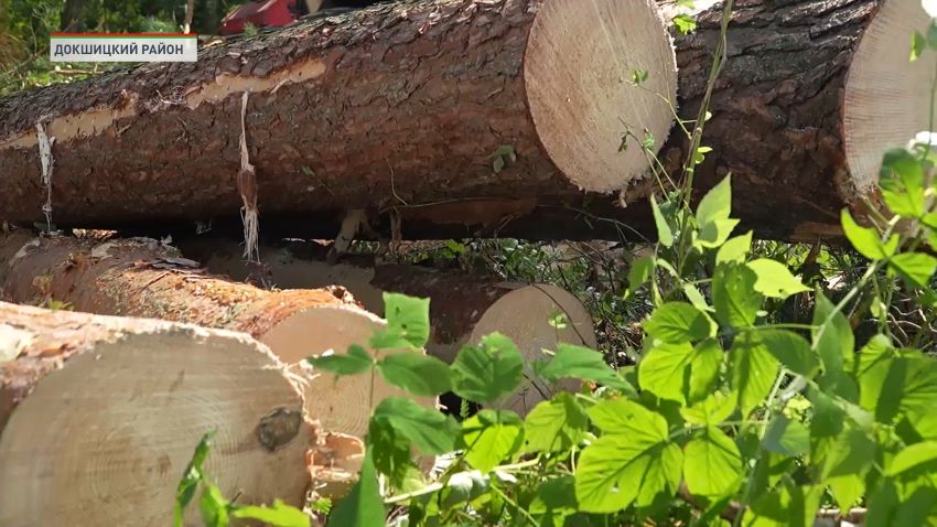 В Бегомльском районе спасают поврежденный ураганом лесной массив
