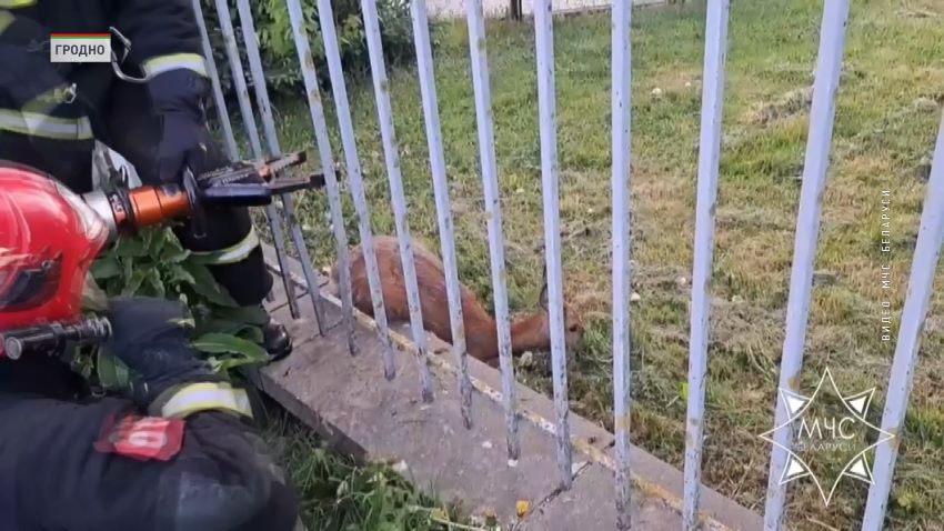 В Гродно спасатели МЧС помогли застрявшей в ограждении косуле