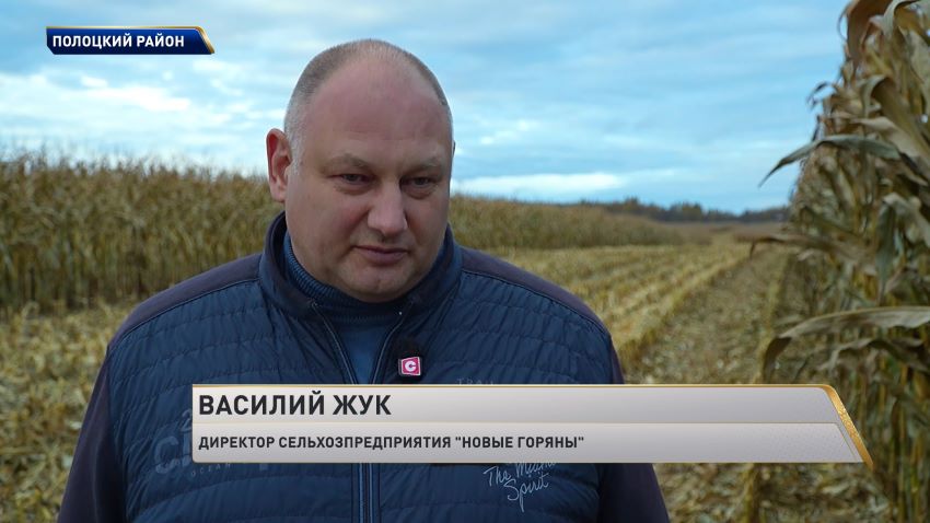 200 тысяч тонн кукурузы на зерно планируют заготовить в Витебской области  