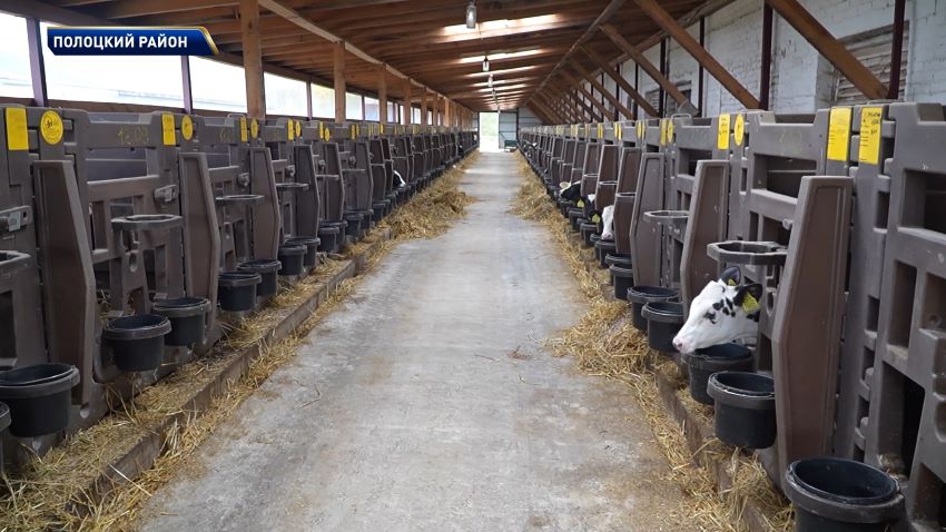 200 тысяч тонн кукурузы на зерно планируют заготовить в Витебской области  