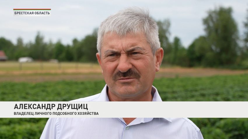 На юге Беларуси урожай клубники бьет рекорды: до 700 граммов ягод c каждого куста