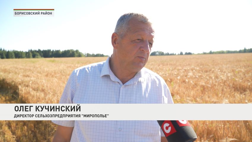 В Беларуси намолочено 330 тыс. тонн озимого рапса