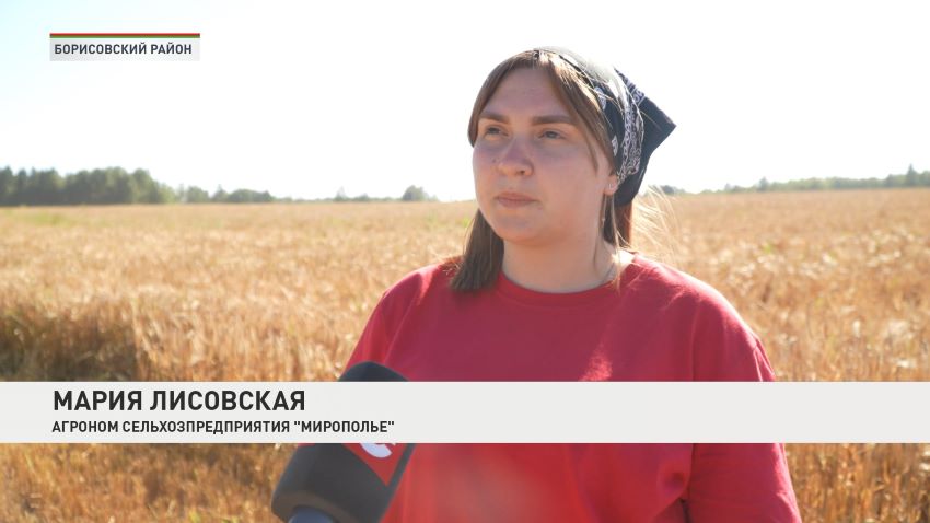 В Беларуси намолочено 330 тыс. тонн озимого рапса