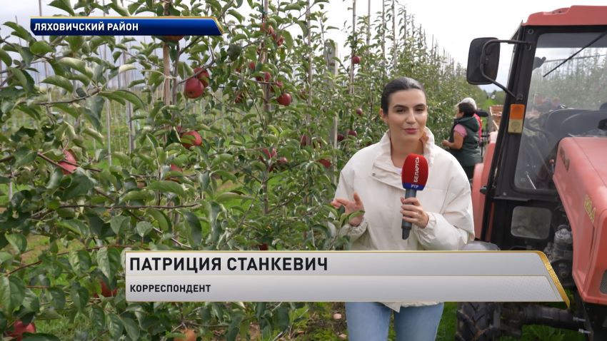 Две тысячи тонн яблок поздних сортов планируют собрать в Ляховичском районе