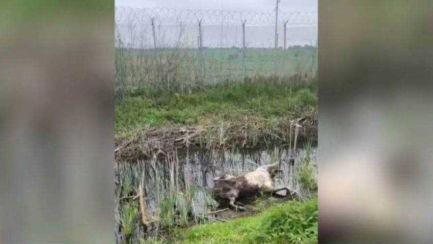 Два лося погибли в заграждении на белорусско-литовской границе