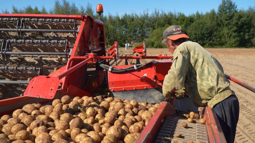В Брестской области начали уборку ультраранних сортов картофеля