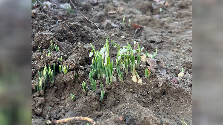 В Гродно заметили подснежники